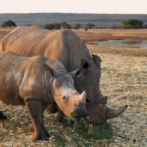 rhino, africa, namibia-1170131.jpg