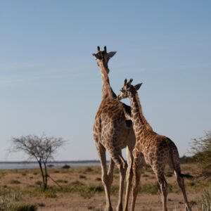 giraffe, wild, safar-2085170.jpg
